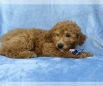 Dash - Male Goldendoodle (Miniature) Puppy for Sale - Photo #8