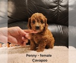 Small #5 Cavapoo (Miniature)