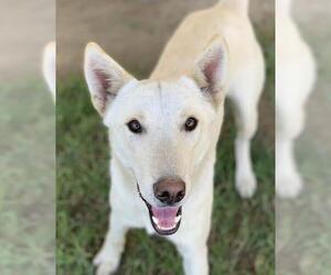 Siberian Husky Dogs for adoption in Riverside, CA, USA