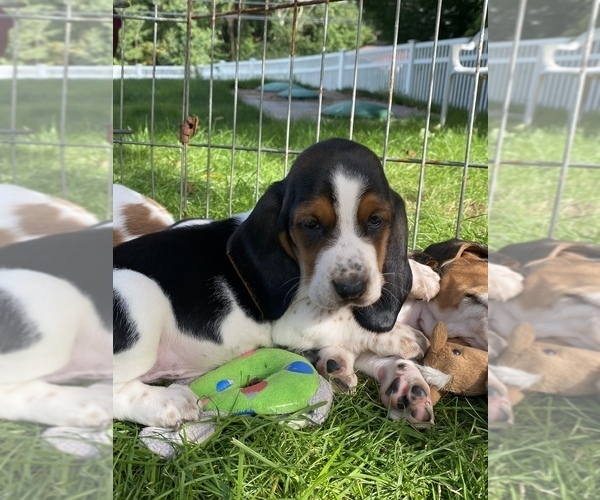 Medium Photo #1 Basset Hound Puppy For Sale in TOLLAND, CT, USA