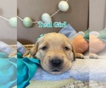 Small Photo #8 Golden Retriever Puppy For Sale in PEORIA, AZ, USA