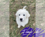 Small Photo #1 Great Pyrenees Puppy For Sale in JAMESTOWN, TN, USA
