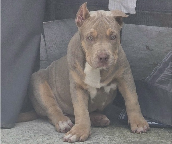 Medium Photo #4 American Bully Puppy For Sale in WALTERBORO, SC, USA