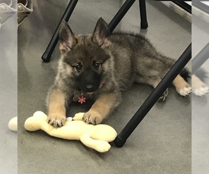 Medium German Shepherd Dog-Siberian Husky Mix