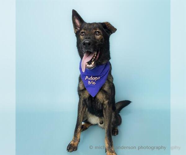 Medium Photo #3 Dutch Shepherd -Unknown Mix Puppy For Sale in Corona, CA, USA