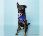 Small #2 Dutch Shepherd  Mix
