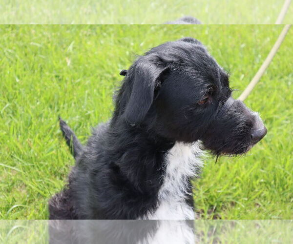 Medium Photo #6 Poodle (Standard)-Unknown Mix Puppy For Sale in Princeton, MN, USA