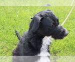 Small #5 Poodle (Standard) Mix