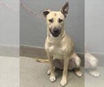 Small German Shepherd Dog Mix