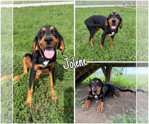 Mutt Dogs for adoption in Pierceton , IN, USA