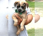 Small Australian Shepherd Mix