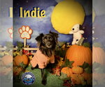 Small Photo #3 Chion Puppy For Sale in Arcadia, FL, USA