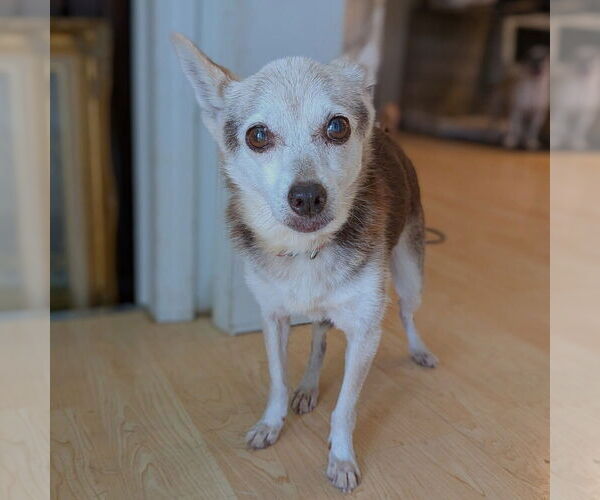 Medium Photo #2 Mutt Puppy For Sale in Vail, AZ, USA