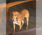 Small #2 Redbone Coonhound