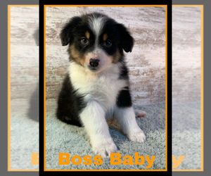 Australian Shepherd Puppy for sale in LAKEVILLE, IN, USA