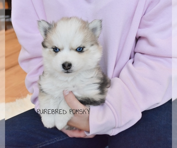 Medium Photo #6 Pomsky Puppy For Sale in KANSAS CITY, MO, USA