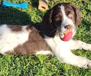 English Springer Spaniel Puppy for sale in TITUSVILLE, PA, USA