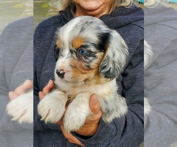 Medium Photo #1 Cavalier King Charles Spaniel-Miniature Australian Shepherd Mix Puppy For Sale in ALSEA, OR, USA