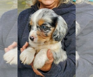 Cavalier King Charles Spaniel-Miniature Australian Shepherd Mix Puppy for sale in ALSEA, OR, USA