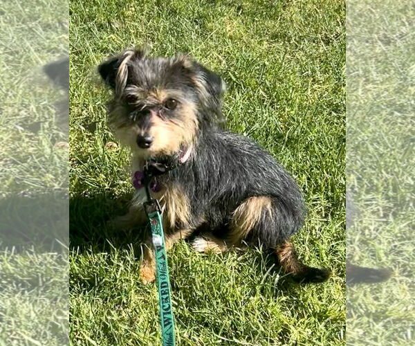 Medium Photo #6 Mutt Puppy For Sale in Corona, CA, USA