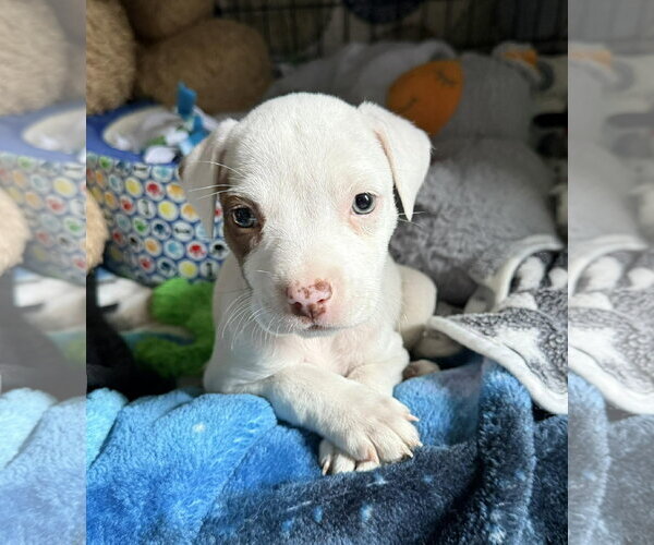 Medium Photo #1 Mutt Puppy For Sale in pomfret, CT, USA