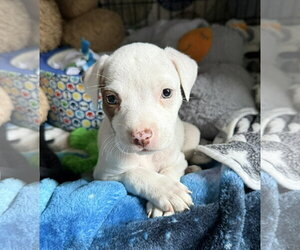 Mutt Dogs for adoption in pomfret, CT, USA