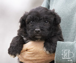 Puppy 8 Miniature Australian Shepherd-Poodle (Standard) Mix
