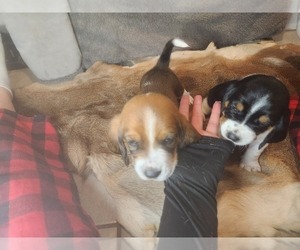 Basset Hound Litter for sale in BYHALIA, MS, USA