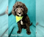 Small #11 Labradoodle-Miniature Australian Shepherd Mix