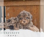 Small #3 Poodle (Miniature)