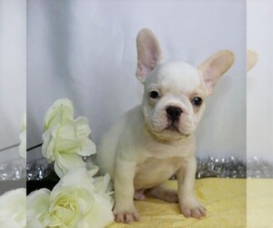 French Bulldog Puppy for sale in FREDERICKSBG, OH, USA
