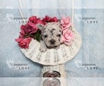 Small Photo #5 French Bulldog Puppy For Sale in SANGER, TX, USA