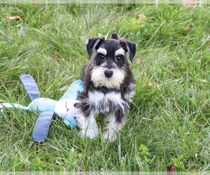 Schnauzer (Miniature) Puppy for Sale in SYRACUSE, Indiana USA