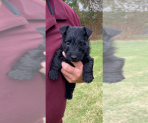 Scottish Terrier Puppy for sale in VILONIA, AR, USA