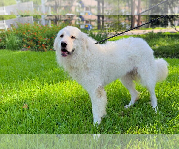 Medium Photo #5 Great Pyrenees Puppy For Sale in Spring, TX, USA