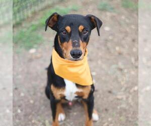 Doberman Pinscher-Unknown Mix Dogs for adoption in San Antonio, TX, USA