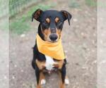 Small Doberman Pinscher Mix