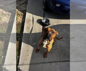 American Pit Bull Terrier-Unknown Mix Dogs for adoption in Miami, FL, USA