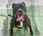 Small #2 Bullboxer Pit