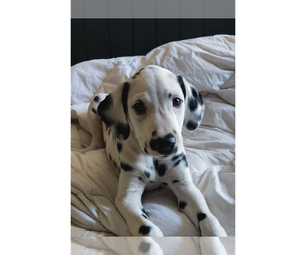 Medium Photo #4 Dalmatian Puppy For Sale in CHARLOTTE, NC, USA