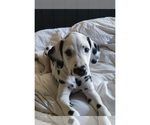 Small #3 Dalmatian