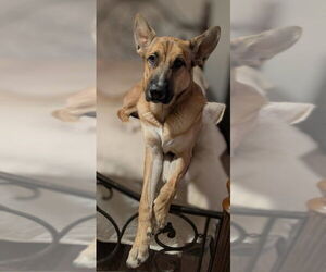German Shepherd Dog-Unknown Mix Dogs for adoption in Las Vegas, NV, USA