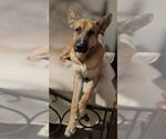 Small German Shepherd Dog Mix