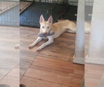 Small #3 Australian Kelpie-Siberian Husky Mix