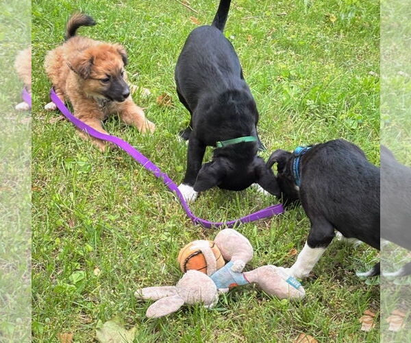 Medium Photo #14 Border Collie-Jack Russell Terrier Mix Puppy For Sale in MECHANICSBURG, PA, USA