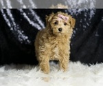 Small #3 Maltipoo