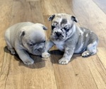 Small #14 French Bulldog