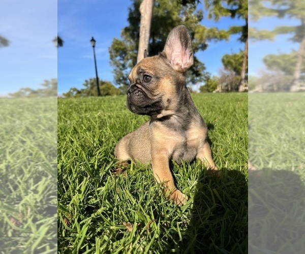 Full screen Photo #8 French Bulldog Puppy For Sale in ANAHEIM, CA, USA