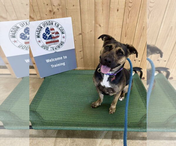 Medium Photo #3 Mutt Puppy For Sale in Mount Laurel, NJ, USA