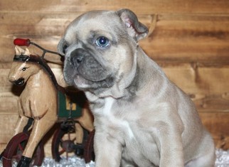 French Bulldog Puppy for sale in CHELSEA, OK, USA